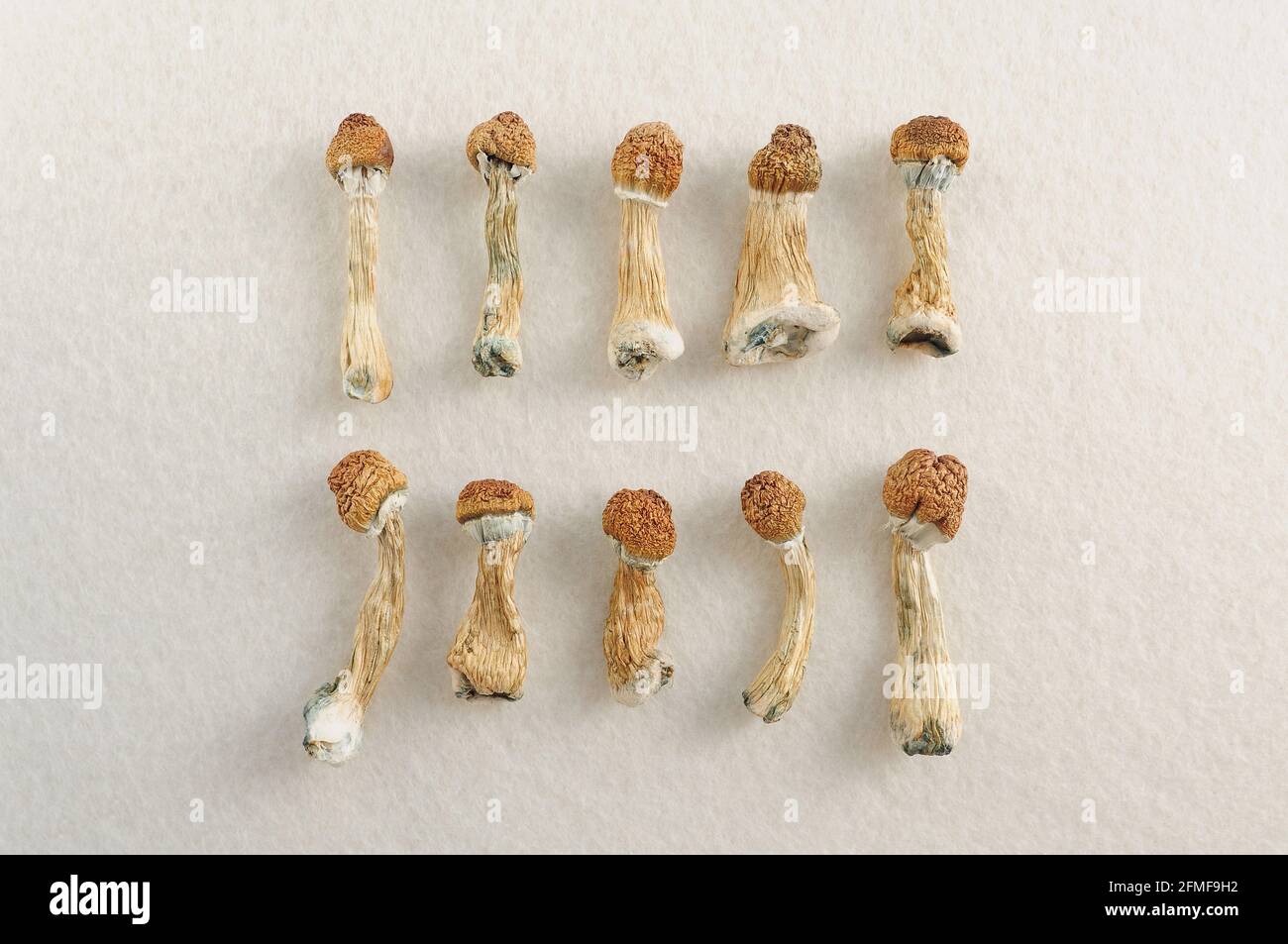 muster-von-getrocknetem-psilocybe-cubensis-auf-wei-em-boden-flaches