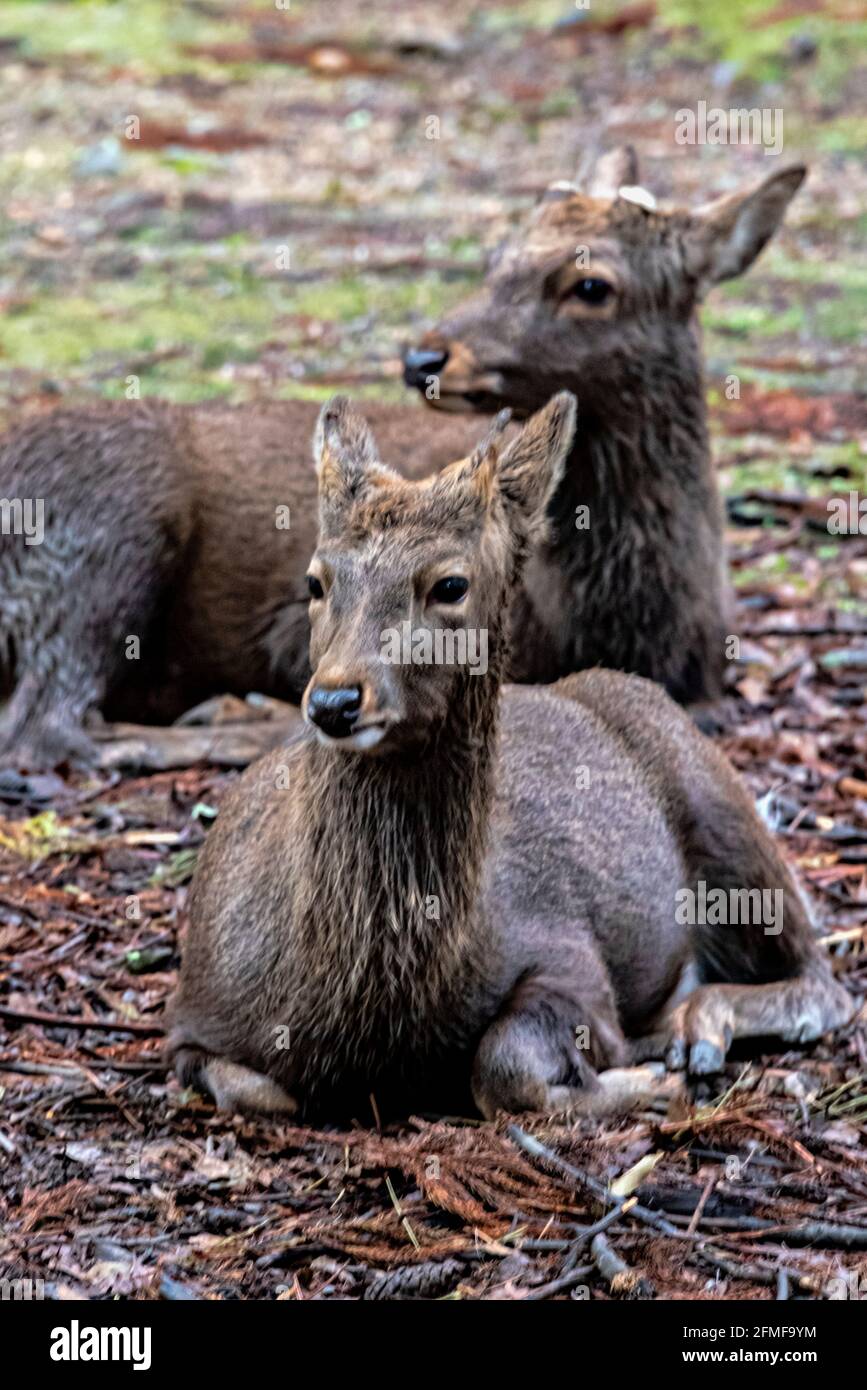 Sika-Hirsch, Nara Park, Nara, Japan. Stockfoto