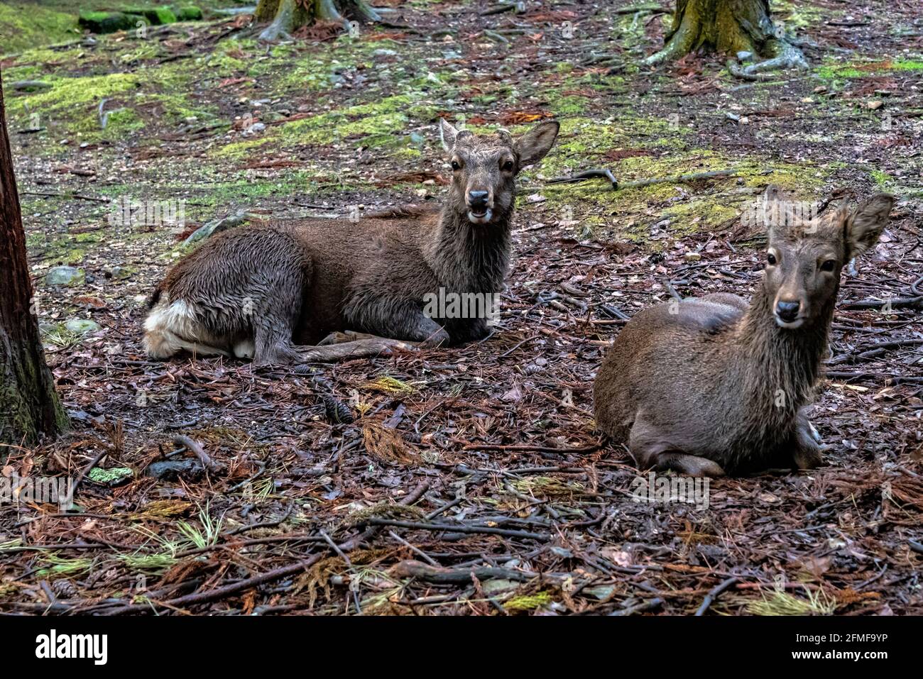 Sika-Hirsch, Nara Park, Nara, Japan. Stockfoto