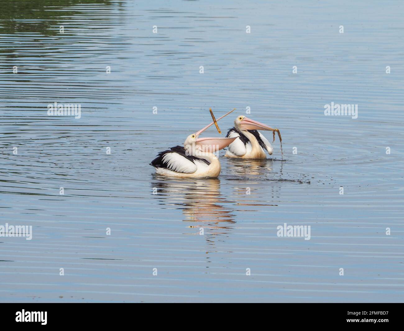 Vögel, australische Pelikane, die Spaß beim Angeln auf dem Wasser haben, herumwerfen etwas Gras, das gefangen wurde, ihre rosa Münder öffnen sich Stockfoto