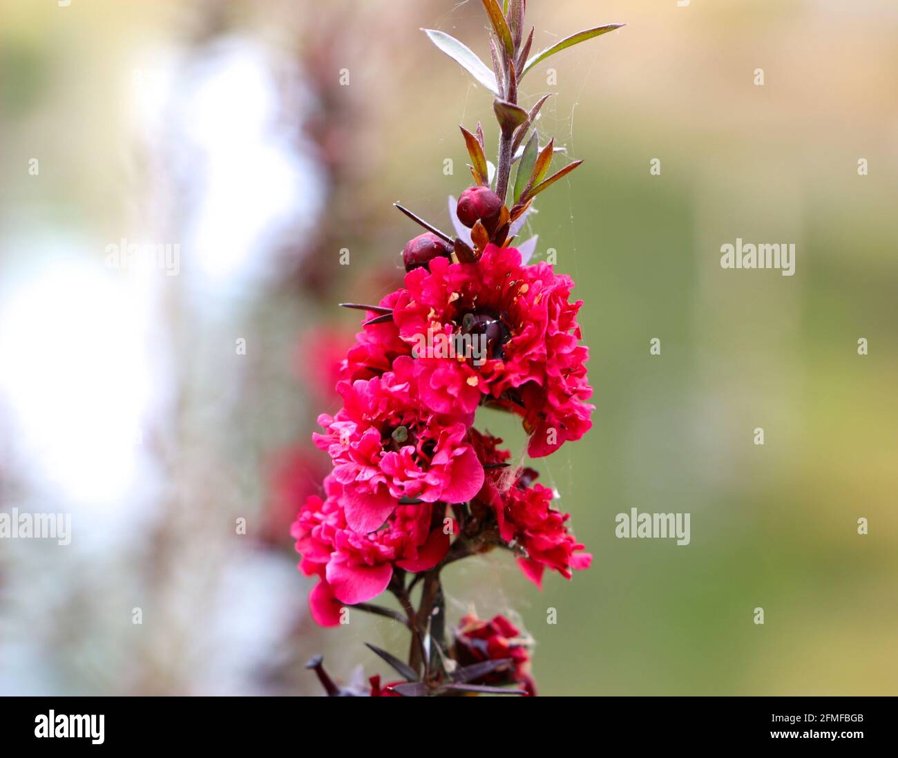 Teebaum Manuka Manuka Myrtle Broom Teebaum Neuseeland Teebaum Leptospermum Scopariumblumen schließen sich mit Spinnennetz-Fäden an Stockfoto