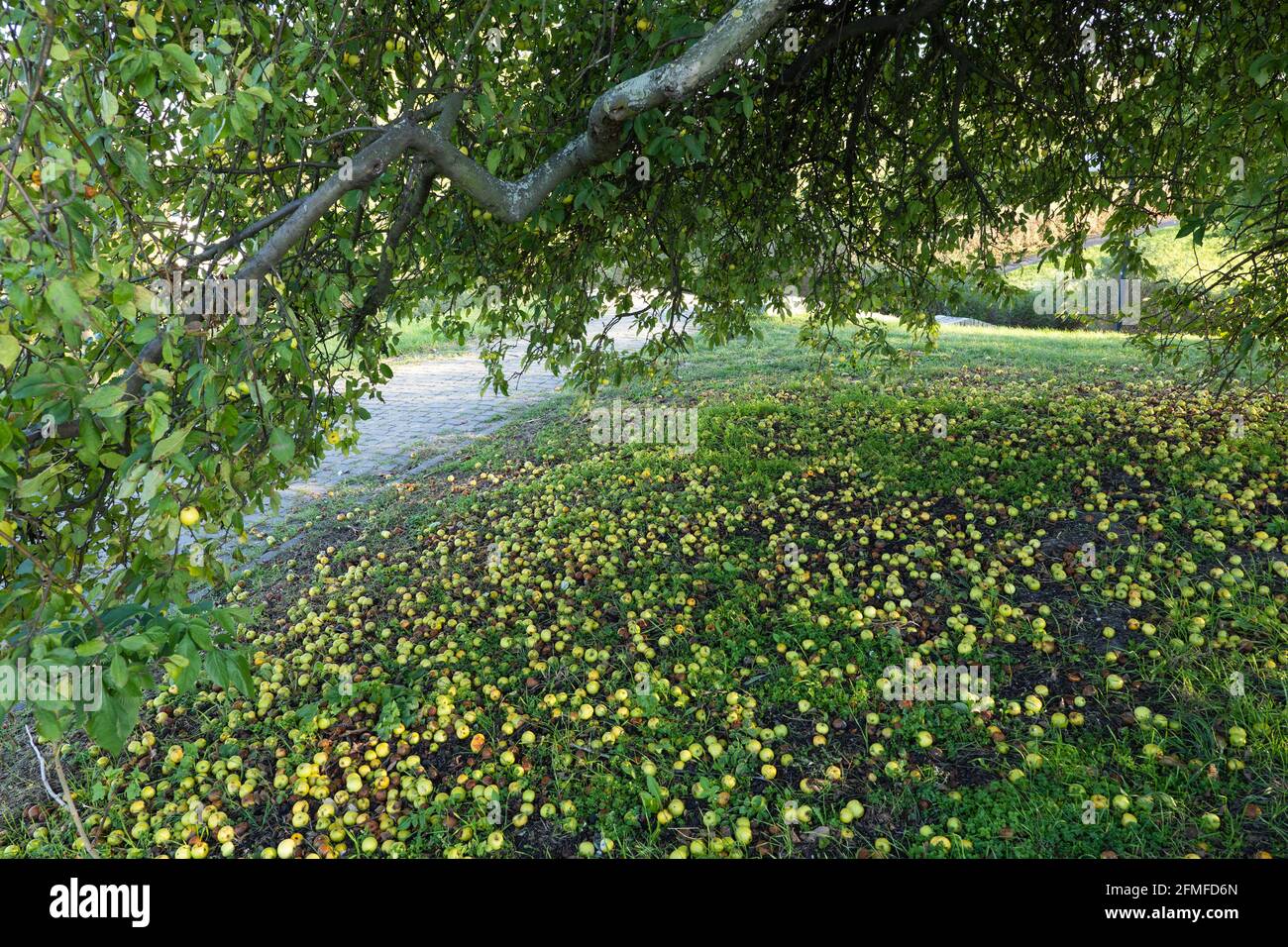 Wilder Apfelbaum mit Äpfeln auf dem Boden. Stockfoto
