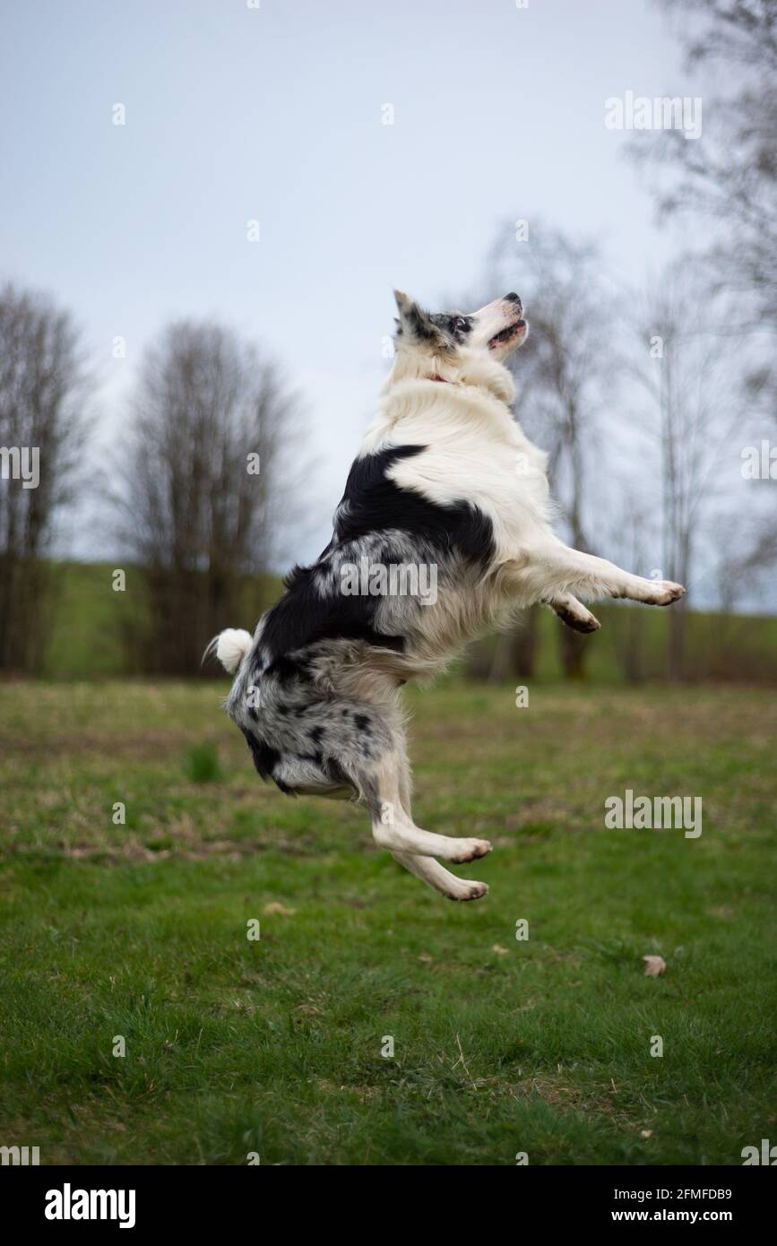 Schwarz-weißer Border-Collie, der auf dem grünen Gras springt Stockfoto
