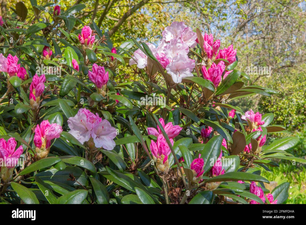 Rosa und weiße Frühlingsblüten des Rhododendron-Strauches kreta Stockfoto