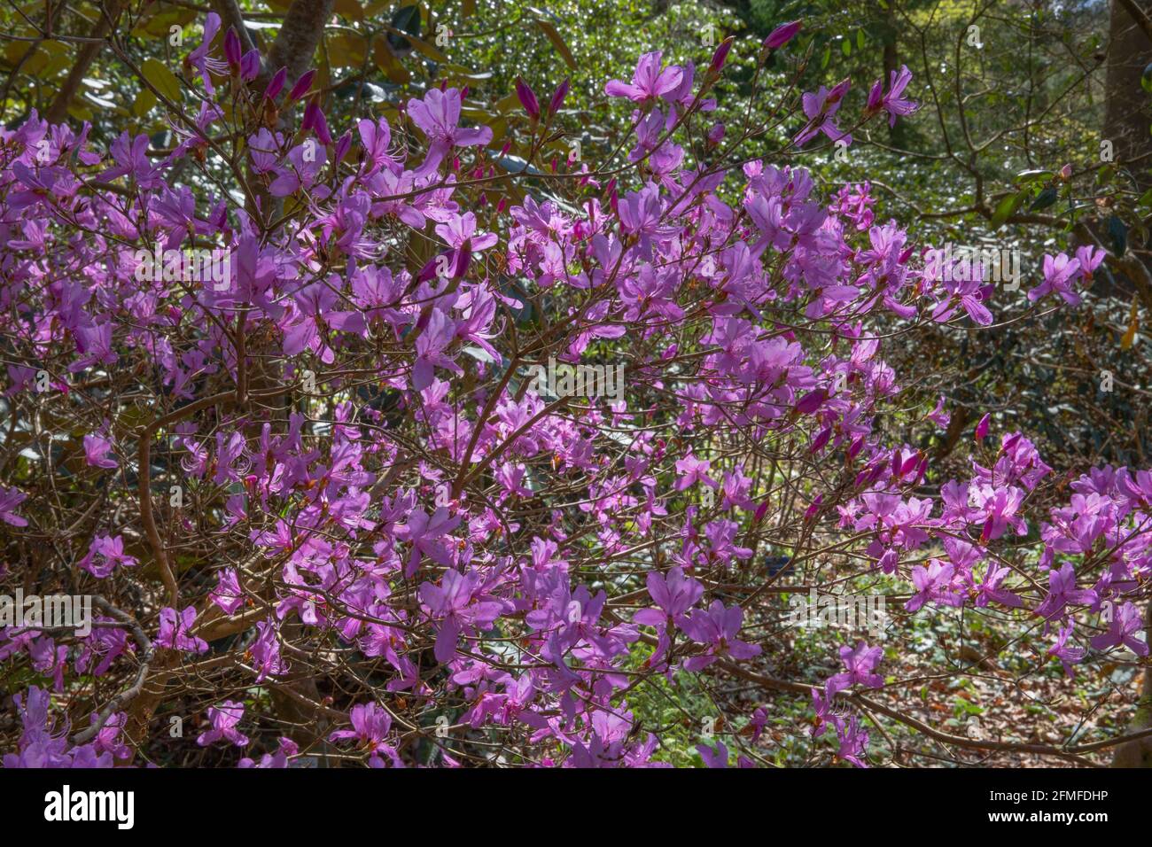 Frühlingsblumen des Rhododendron-Strauch Kiyosumense Stockfoto