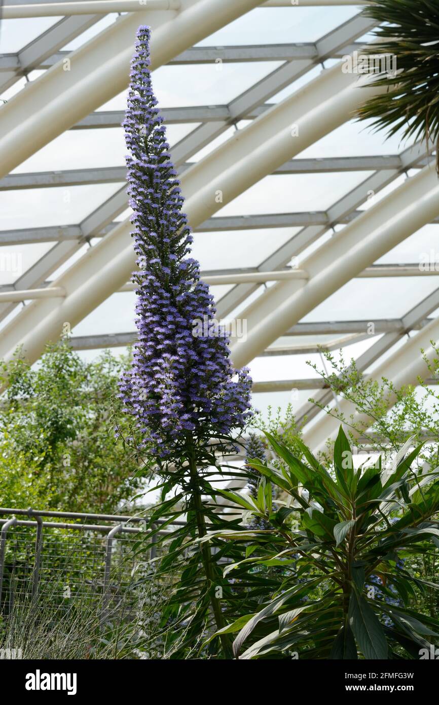 Hoher Blütenstachel aus blauen Blüten von Echium candicans oder Pride Von Madeira im Great Glasshouse im National Botanical Garden of Wales Stockfoto