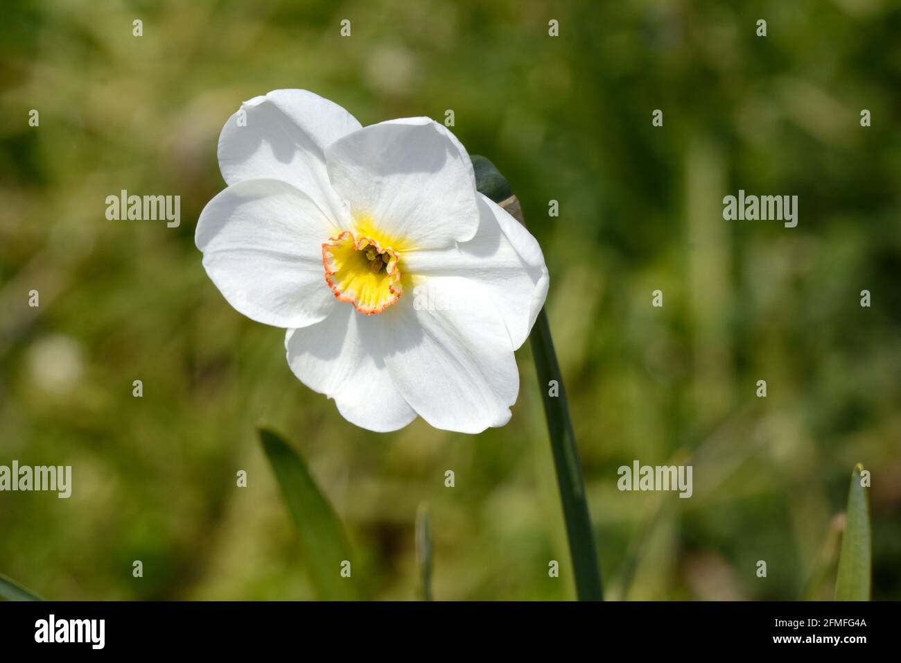 Narcissus Saint Petroc Blume Poetious Daffodil St Petroc Stockfoto