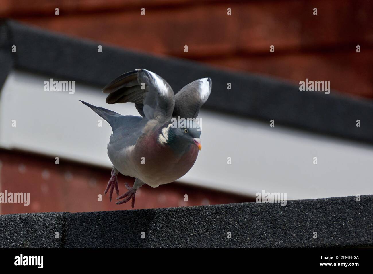 Ringeltaube im Garten Stockfoto