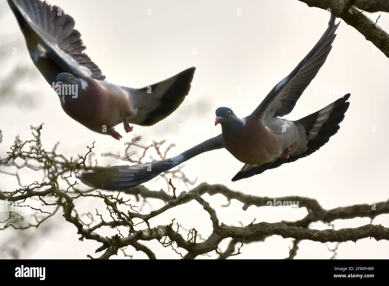 Ringeltaube im Garten Stockfoto