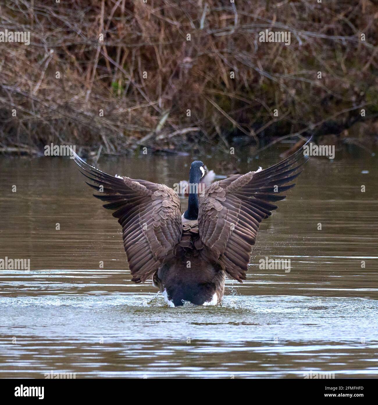 Ein Spritzer auf dem Ditchling Common Pond Stockfoto