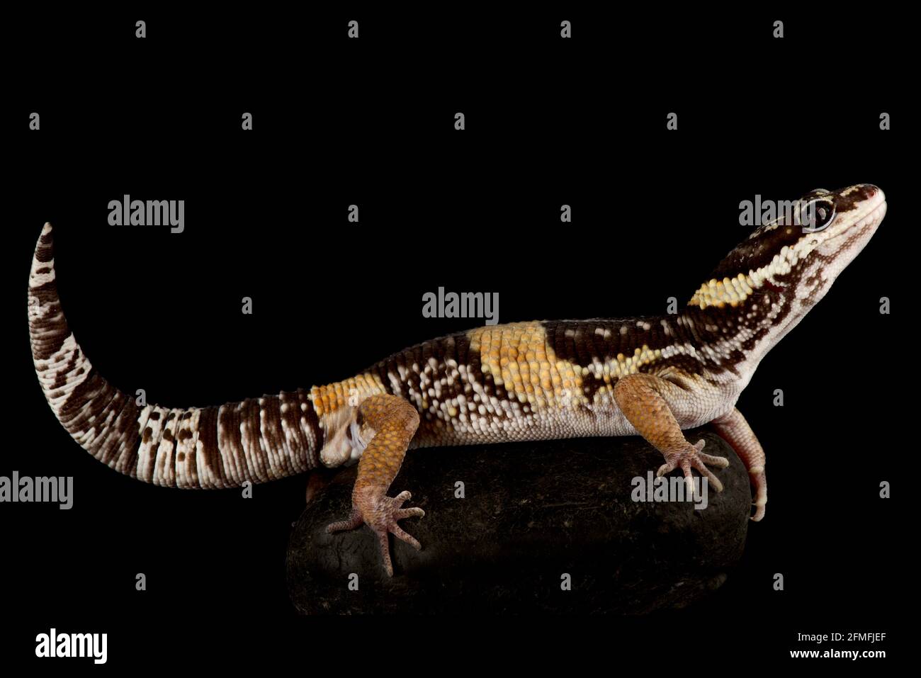 Ostindischer Leopardengecko (Eublepharis hardwickii) Stockfoto