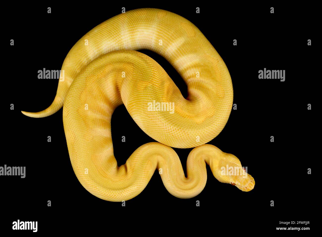 Die Kugelpython (Python regius) ist eine der beliebtesten Tierschlangen-Arten der Welt. Sie werden in einer großen Vielfalt von Farben gezüchtet. Stockfoto