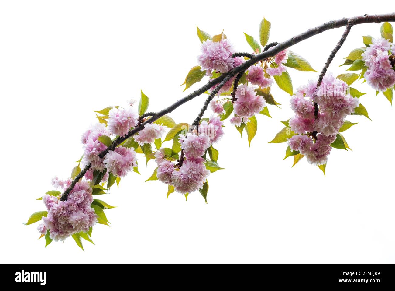 Frühlingshintergrund. Rosafarbene Blüte Stockfoto