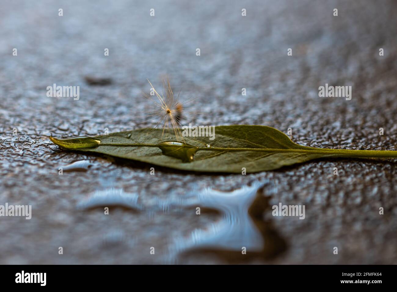 Dandelion auf einem Blatt Stockfoto
