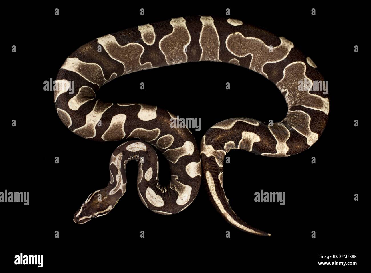 Scaleless Ball Python (Python regius) ist eine in Gefangenschaft gezüchtete Variante der beliebtesten Tierschlangen-Arten der Welt. Diese Mutation ist komplett mit. Stockfoto