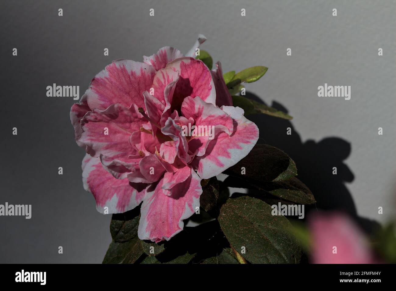 Rosafarbene Azaleen in Blüte auf weißem Hintergrund Stockfoto