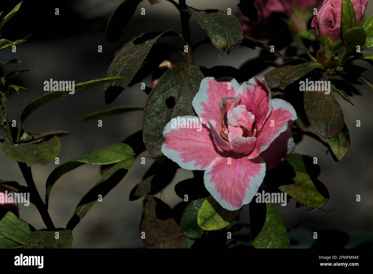 Rosafarbene Azaleen in Blüte auf weißem Hintergrund Stockfoto