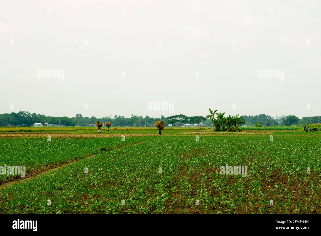 Sehr schönes Jutefeld in Bangladesch Stockfoto