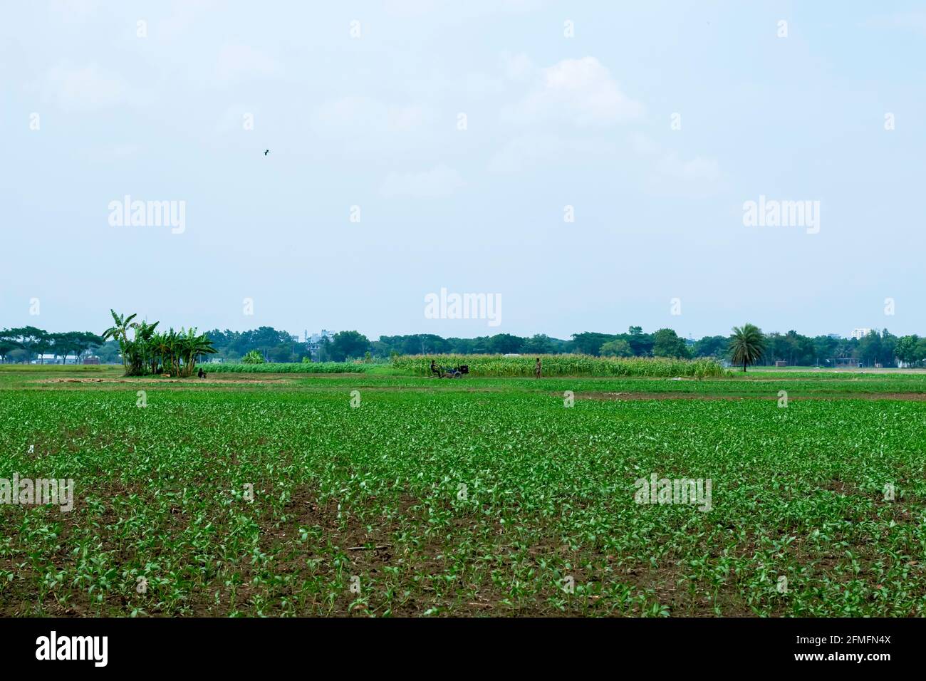 Sehr schönes Jutefeld in Bangladesch Stockfoto