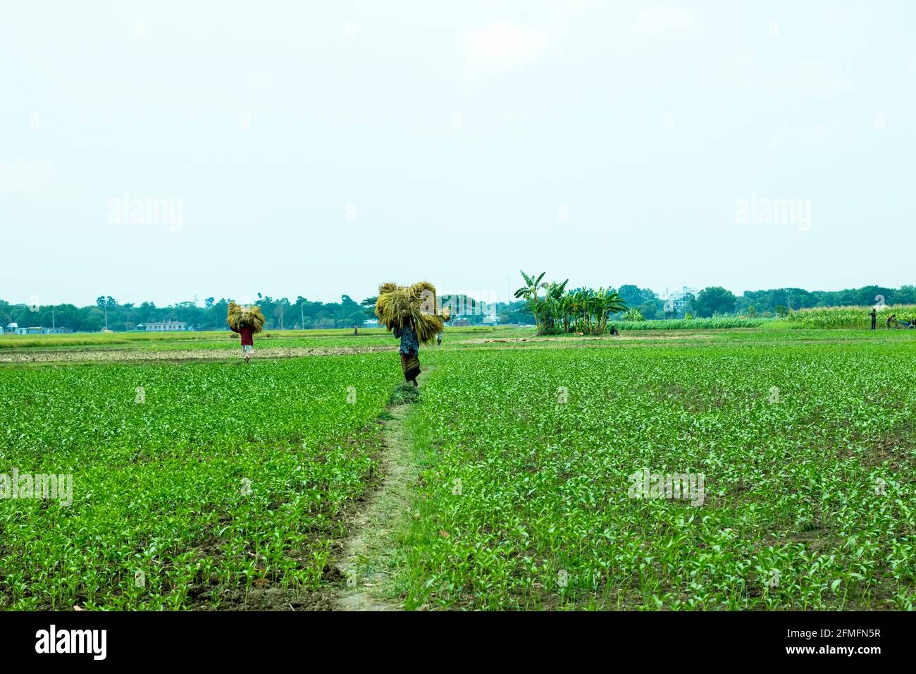 Sehr schönes Jutefeld in Bangladesch Stockfoto