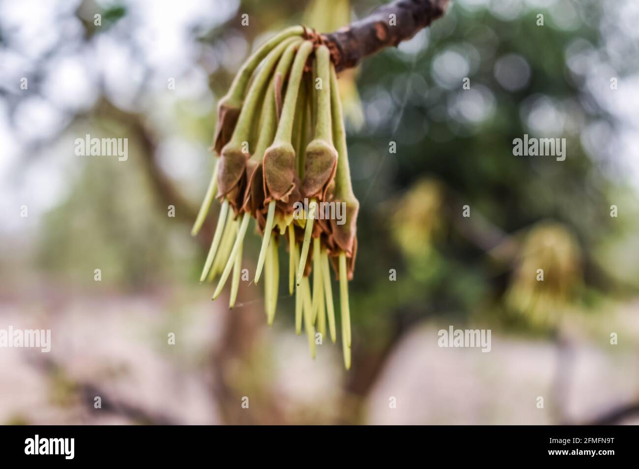 Madhuca Longifolia Blütenknospe in den Baumzweigen wilde natürliche Lebensmittel. Stockfoto
