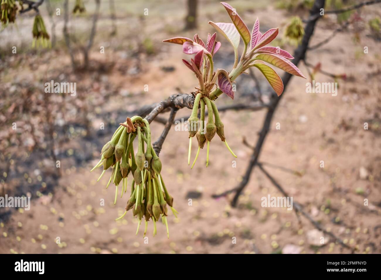Madhuca Longifolia Blütenknospe in den Baumzweigen wilde natürliche Lebensmittel. Stockfoto