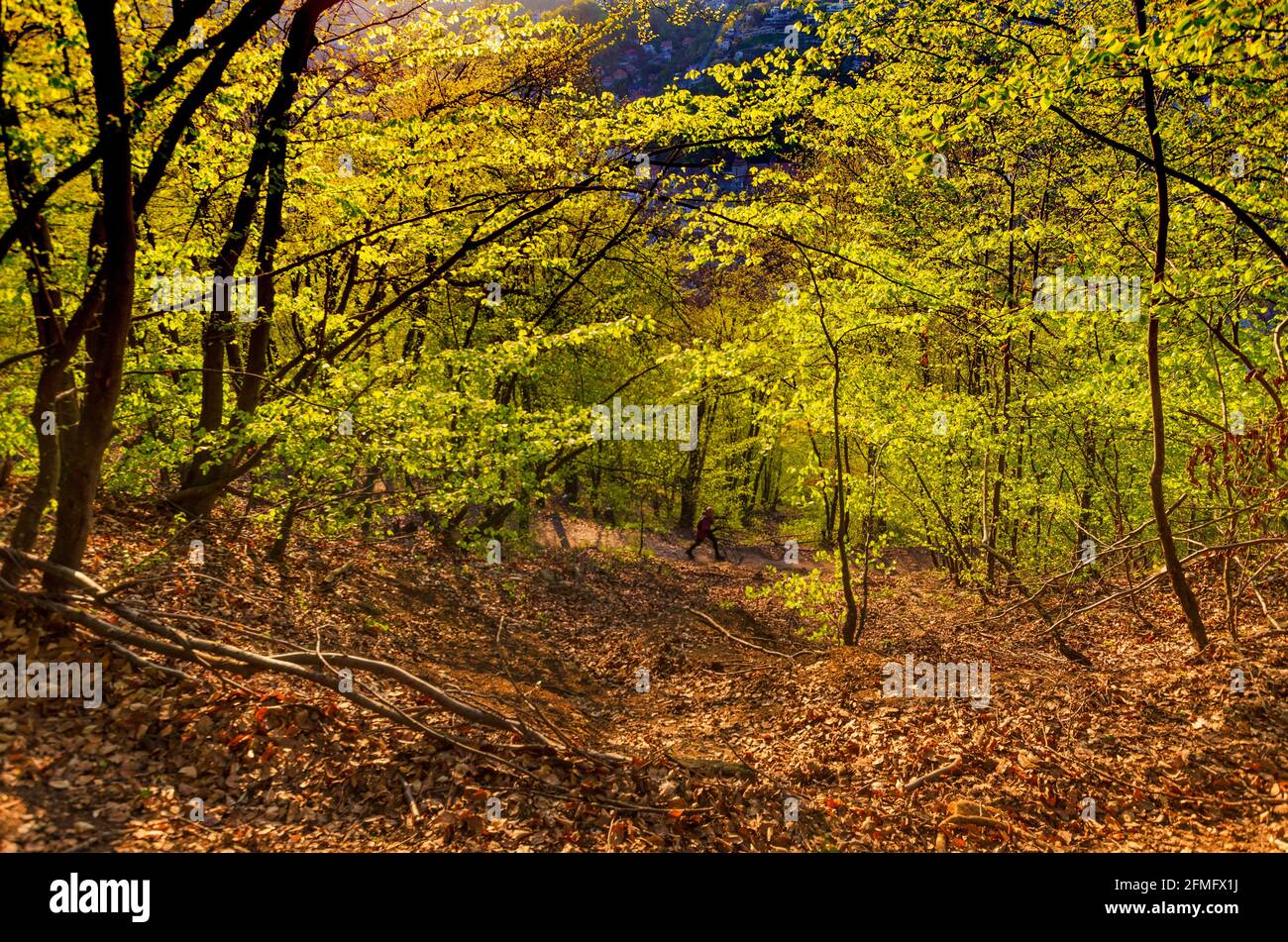 Ein Trekker wandert auf einem Waldweg auf dem Tampa-Hügel in Brasov, Rumänien - Foto: Geopix Stockfoto