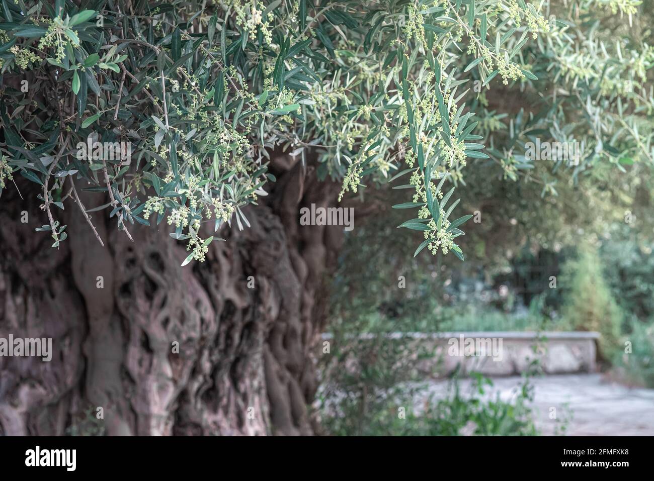 Alter Olivenbaum mit deformierten Rinden, die im Frühling blühen Stockfoto