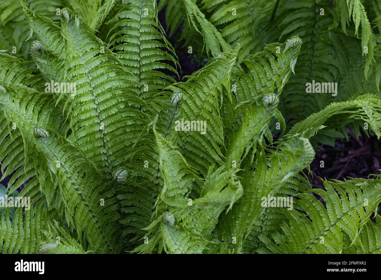 Schöne Fern Hintergrund mit jungen grünen Blättern gemacht. Schöne Farne hinterlässt grünes Laub Stockfoto