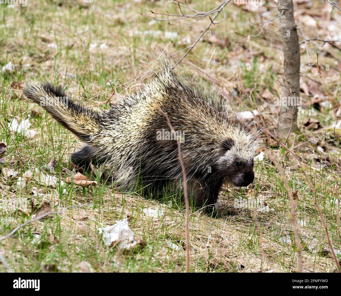 Stachelschweine, die im Grasland mit einem unscharfen Hintergrund wandern und Körper, Kopf, Fell mit scharfen Stacheln und Federköpfen in der Frühjahrssaison in ihrer Umgebung darstellen. Stockfoto