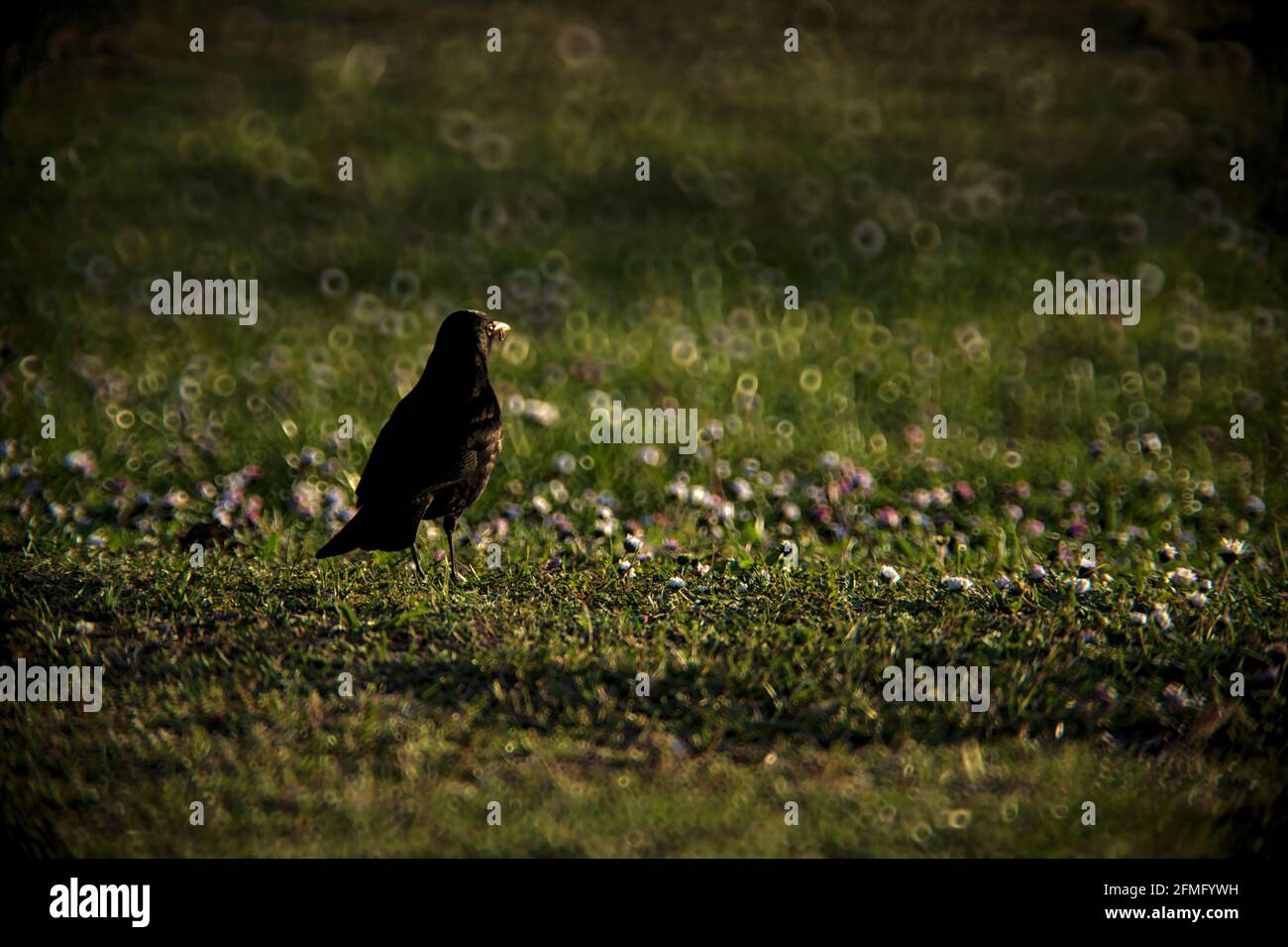Amsel in der Wiese Stockfoto