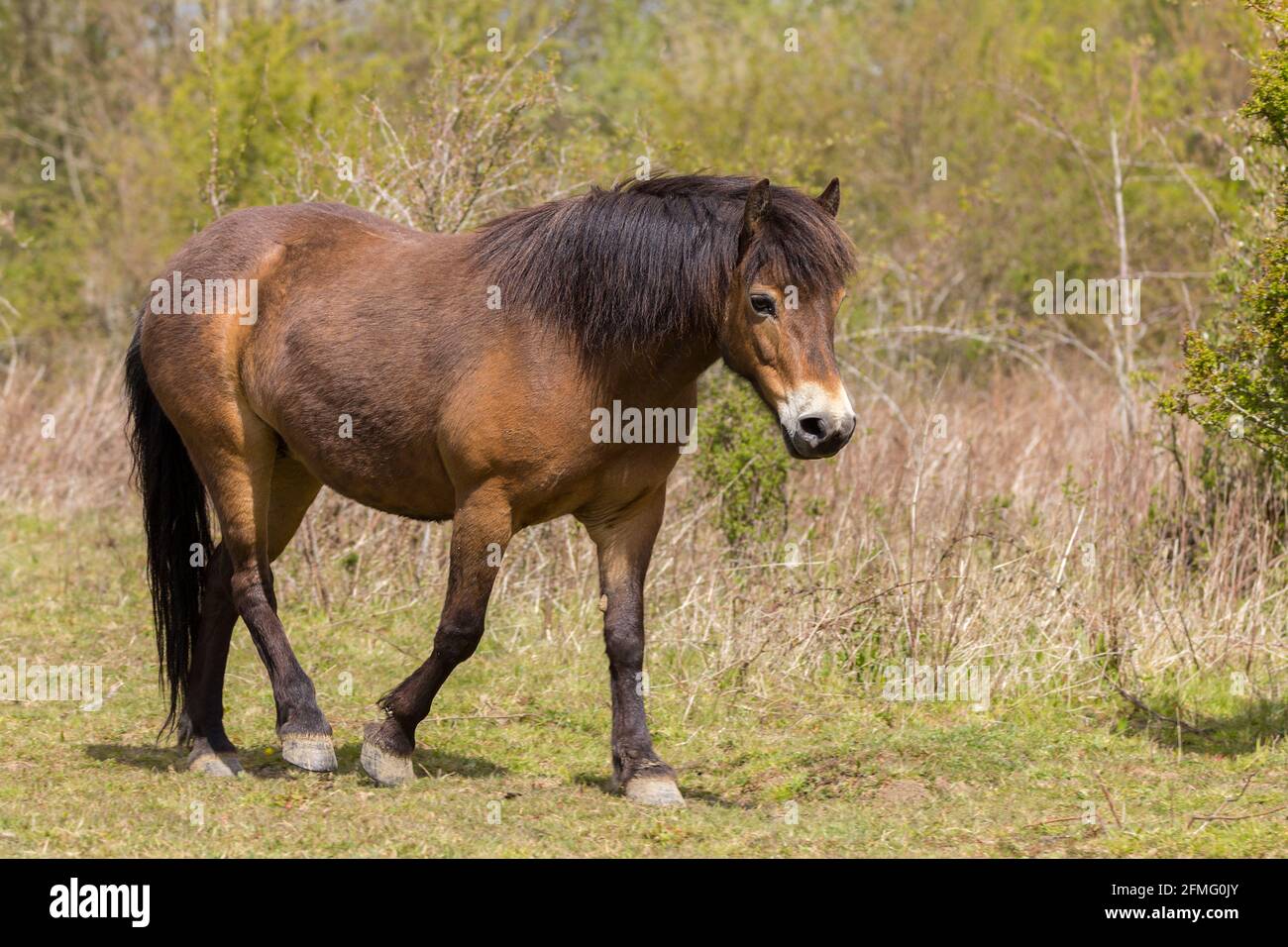 Exmoor Pony frei Roaming auf Knepp Anwesen UK dunkle Bucht Färbung Teil von zwei Herden Zucht und wild leben, Surfen in der Vegetation um. Stockfoto