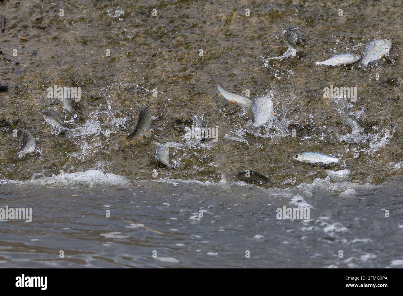 Süßwasserfische, die aus dem See ausgespült wurden, versuchten, in seichtem, schnell fließendem Wasser wieder auf eine Betonrampe zu schwimmen. Kakerlaken Silber schuppigen Fisch in Gefahr. Stockfoto
