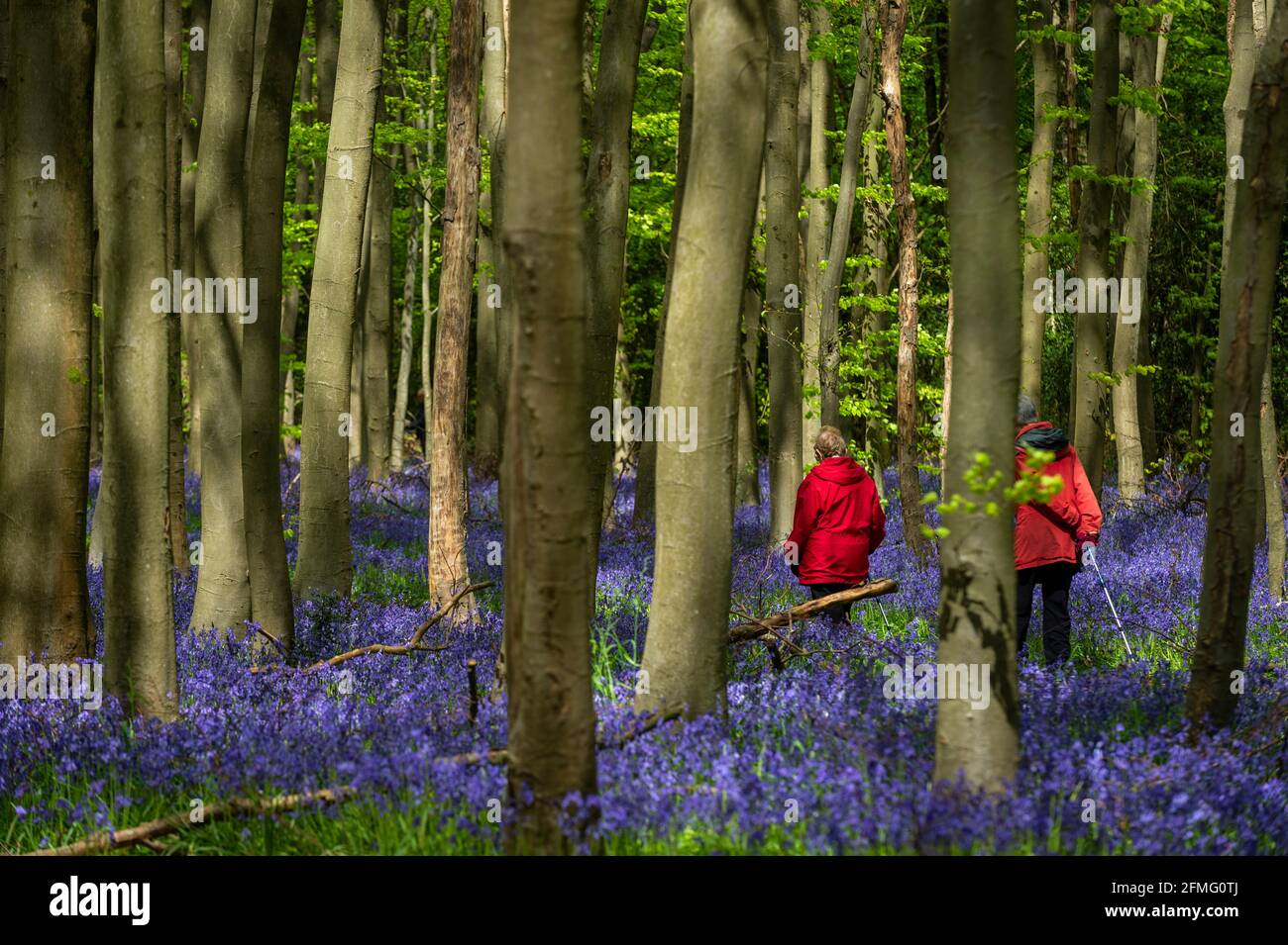 Chorleywood, Großbritannien. 9 Mai 2021. UK Wetter: Die Menschen sehen einheimische Bluebells (Hyacinthoides non-scripta) in Philipshill Wood in der Nähe von Chorleywood, Hertfordshire blühen, während sich das Wetter nach einigen Tagen Regen erwärmt. Der einheimische Bluebell ist unter dem Wildlife and Countryside Act (1981) geschützt, was bedeutet, dass Blumen nicht gepflückt und Zwiebeln nicht gegraben werden können. Kredit: Stephen Chung / Alamy Live Nachrichten Stockfoto