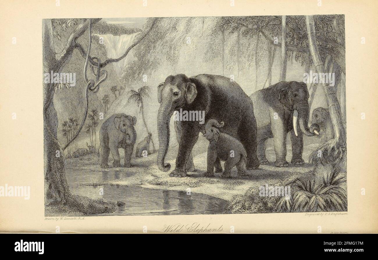 Wilde Elefanten aus dem Buch "The Oriental Annual, OR, Scenes in India" von The Rev. Hobart Caunter Herausgegeben von Edward Bull, London 1834 Stiche aus Zeichnungen von William Daniell Stockfoto