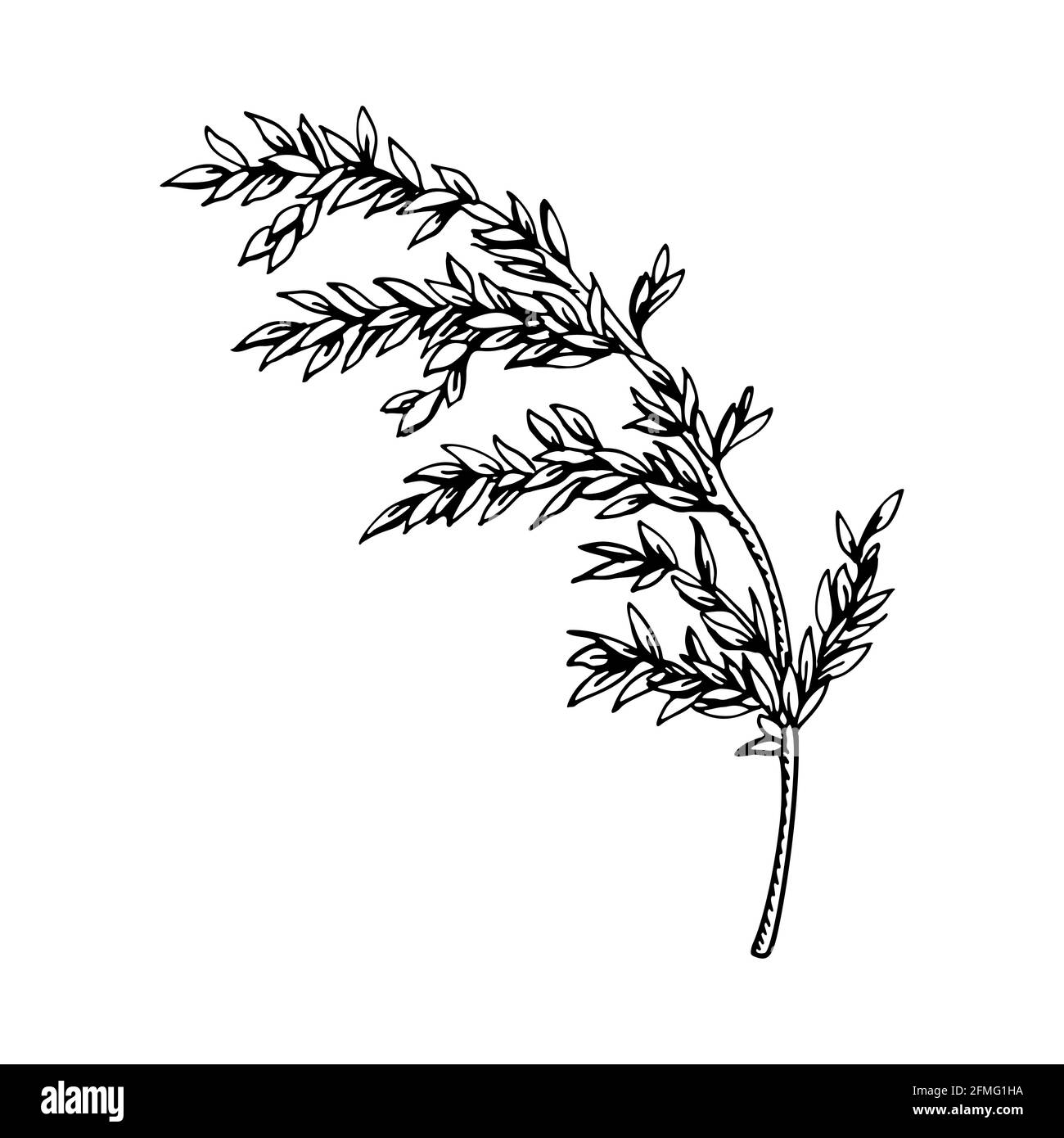 Handgezeichneter Zweig mit Blättern isoliert auf weiß. Vektorgrafik im Skizzenstil. Stock Vektor
