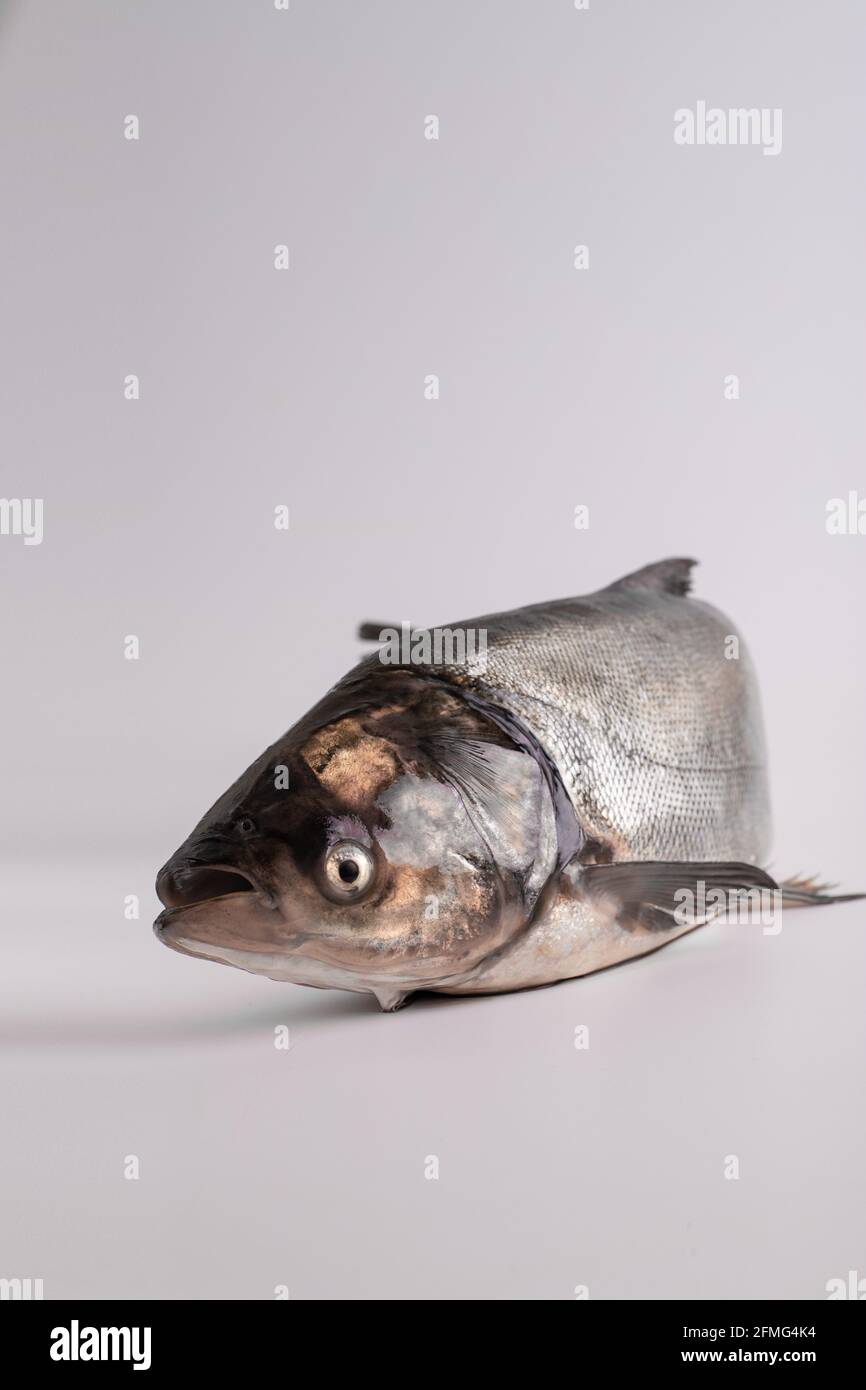 Nahaufnahme eines Fisches. Frischer Silberkarpfen. Fischgeschäft Produkte Stockfoto