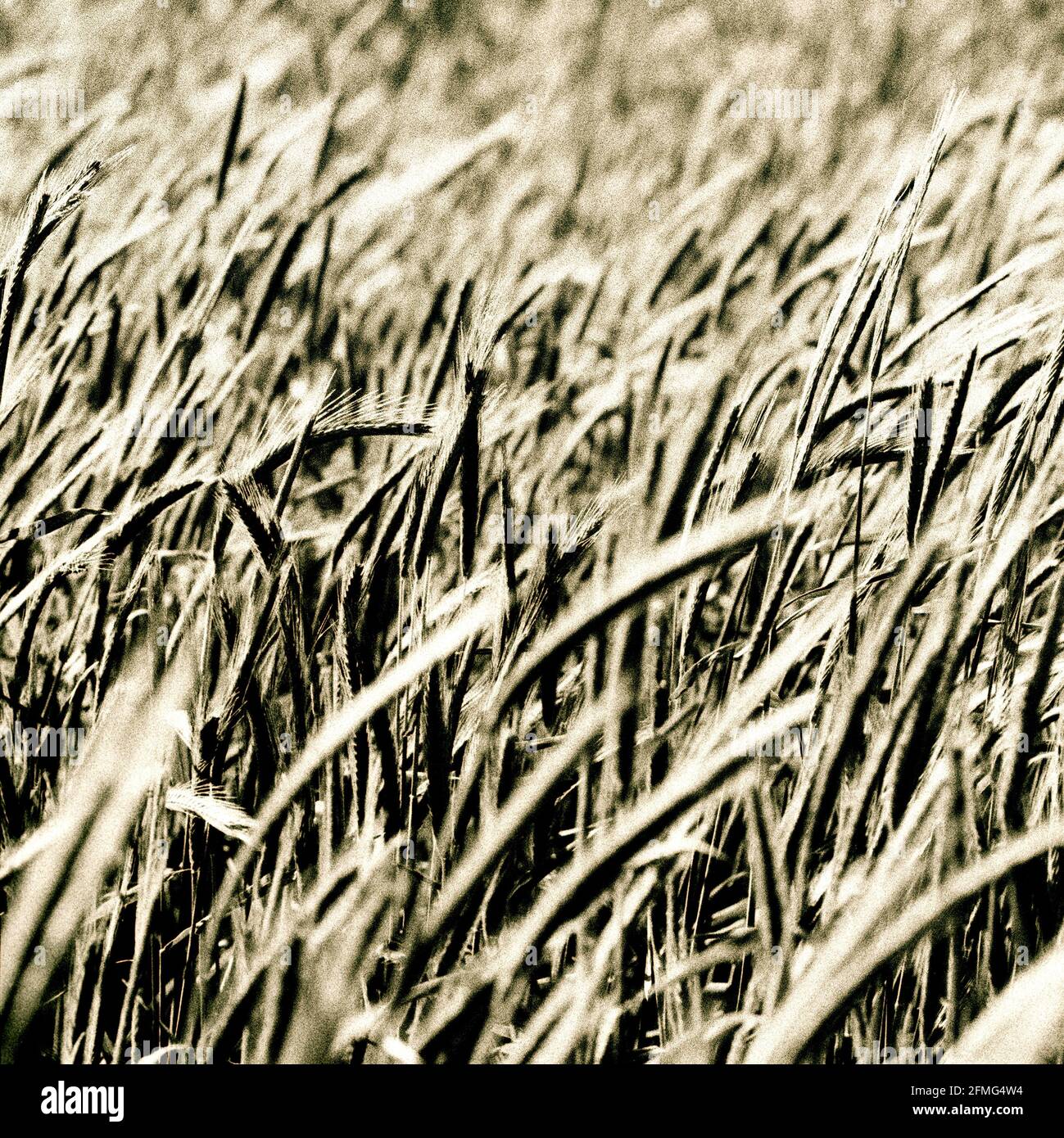 Weizenfeld, Sepia, Nostalgie, sauber, frisch, auf dem Land Stockfoto