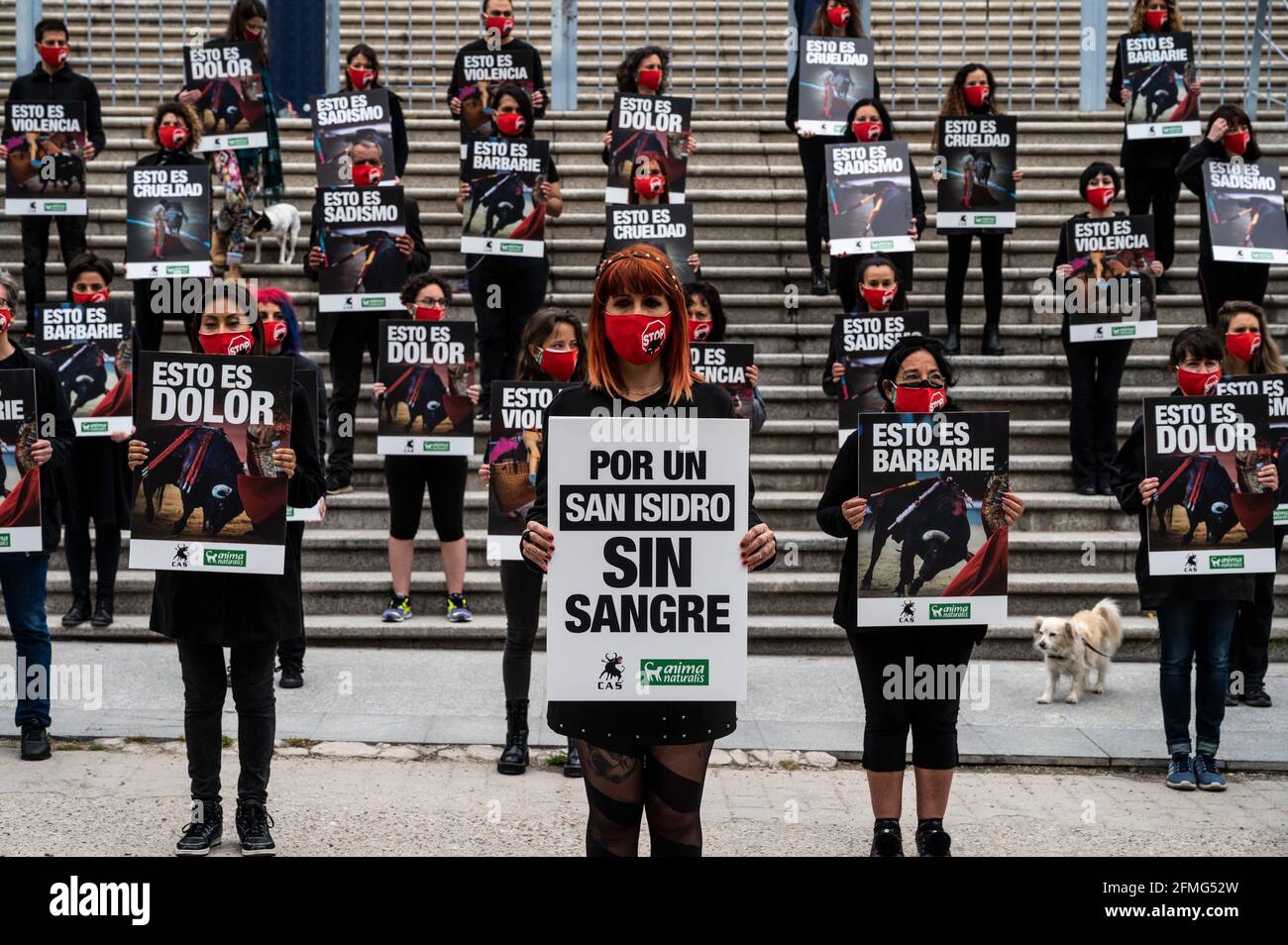 Tierschützer tragen Plakate mit Stierkampfszenen während eines Protestes gegen Stierkämpfe, da die Stierkampfsaison nächste Woche in Madrid zum San Isidro Fest beginnt. Die Tierrechtsgruppe Anima Naturalis versammelte sich in der Stierkampfarena Vista Alegere in Madrid, um die Abschaffung der Stierkämpfe zu fordern und Parolen gegen Tierquälerei und Tierfolter zu rufen. Die Bullfighting-Saison beginnt nächste Woche mit einer maximalen Kapazität von 40 % und maximal 6,000 Zuschauern aufgrund von Gesundheitsmaßnahmen, um die Ausbreitung des Coronavirus zu stoppen. Stockfoto