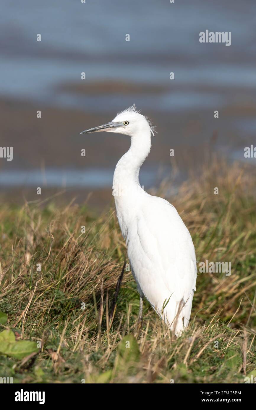 Kleiner Reiher, Egretta garzetta, junger Vogel, der in kurzer Vegetation steht, Norfolk, England, Vereinigtes Königreich Stockfoto