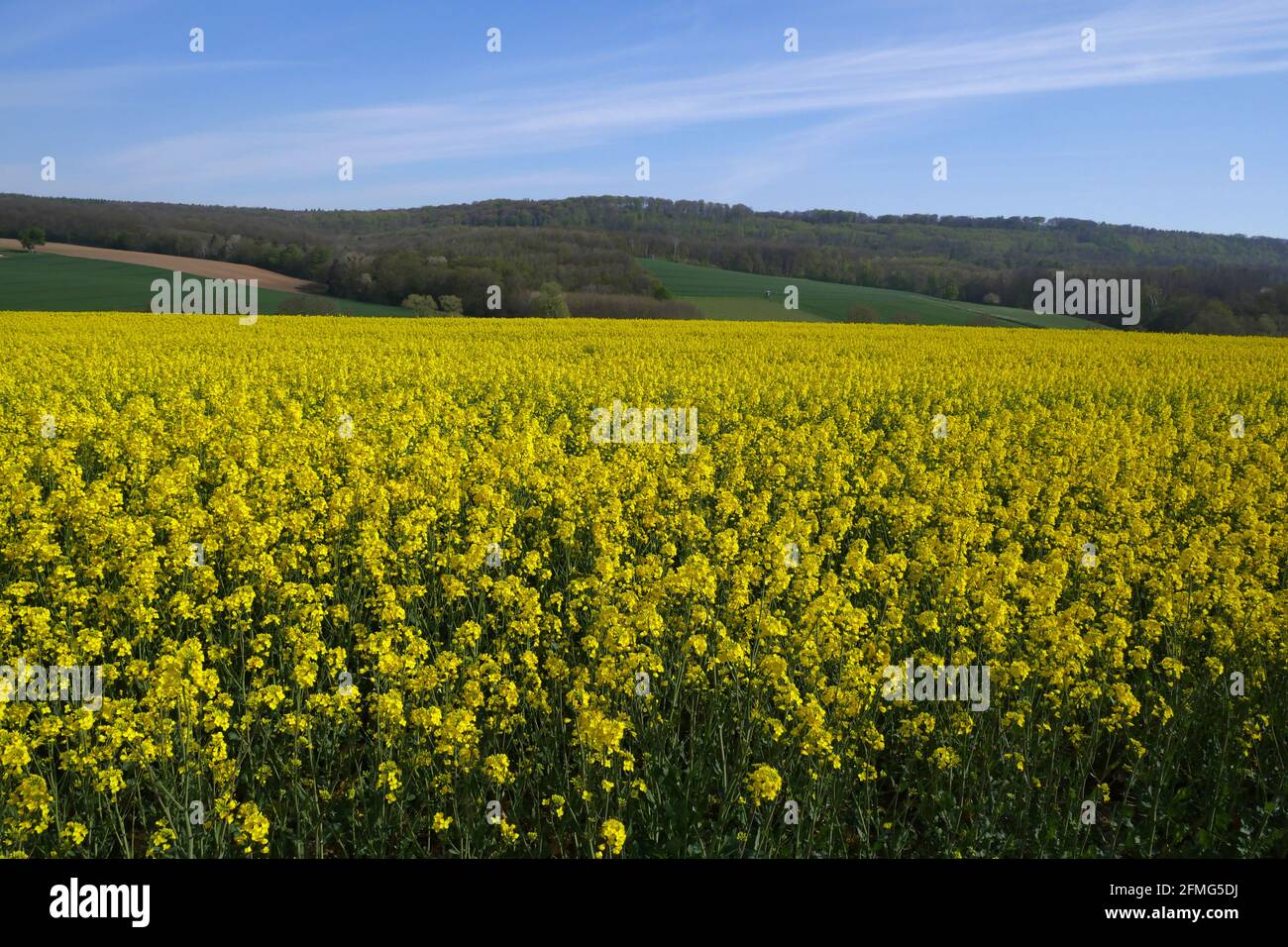 Rapsfelder in der Landschaft Stockfoto
