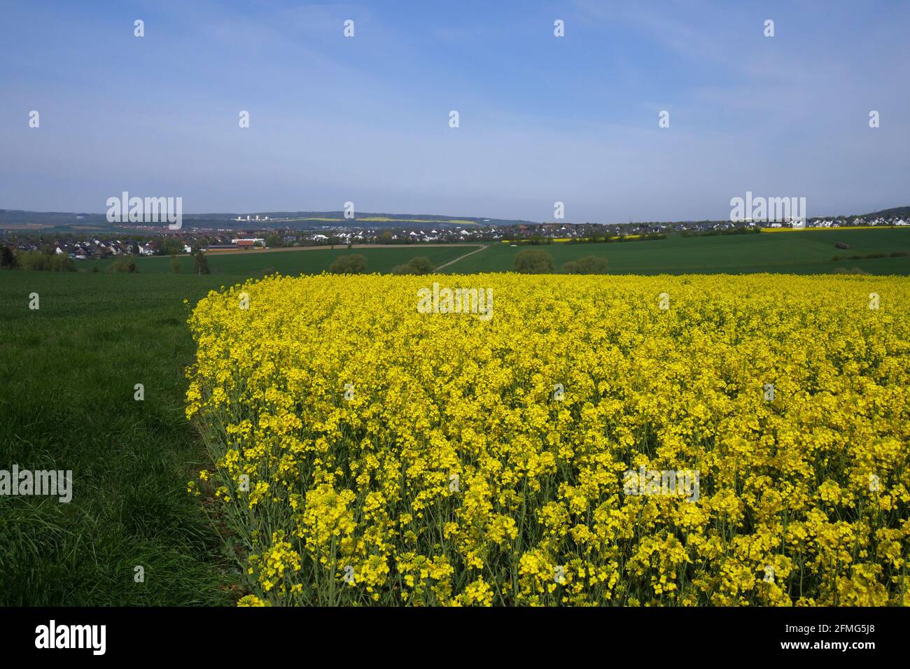 Rapsfelder in der Landschaft Stockfoto