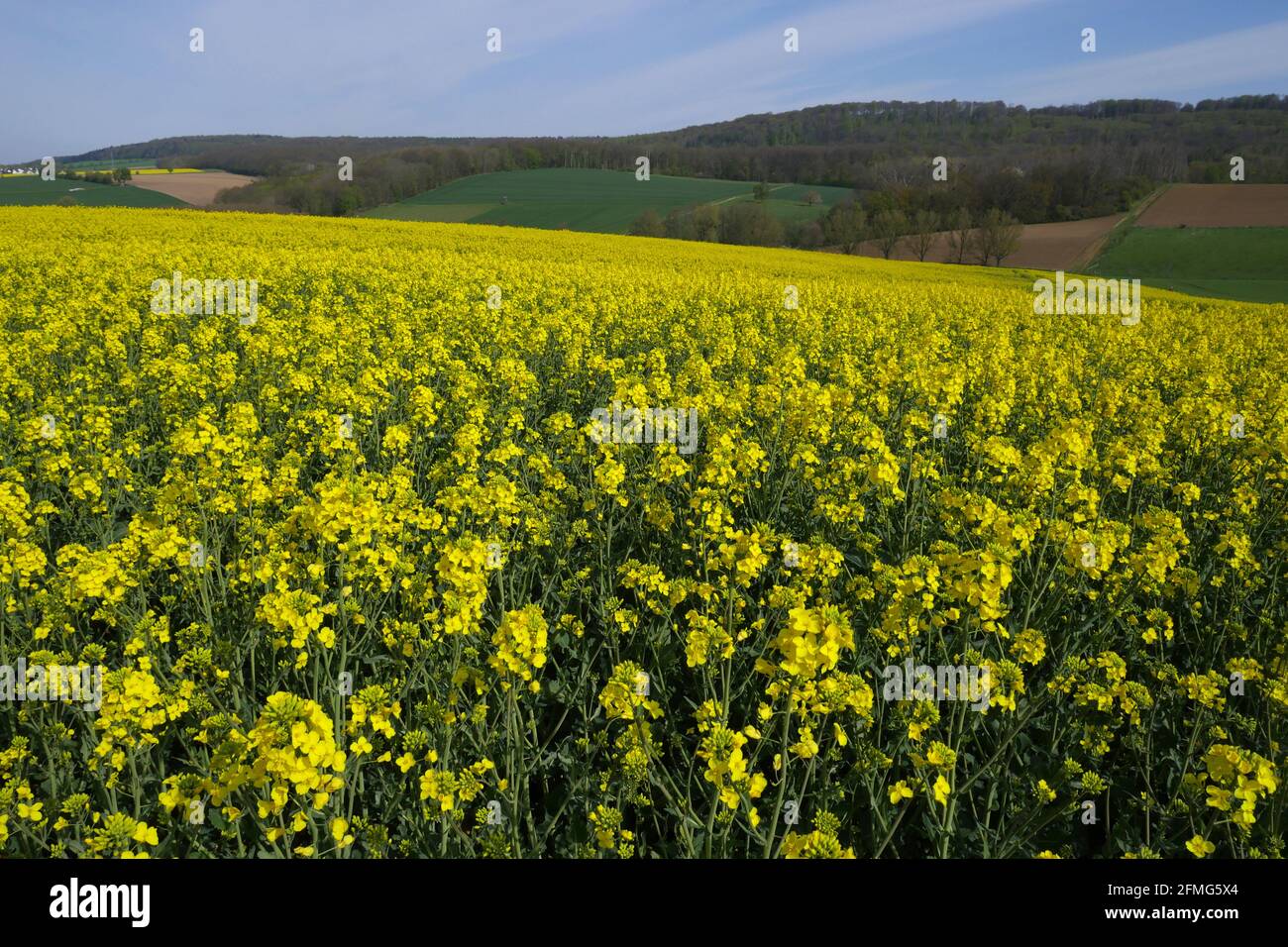 Rapsfelder in der Landschaft Stockfoto