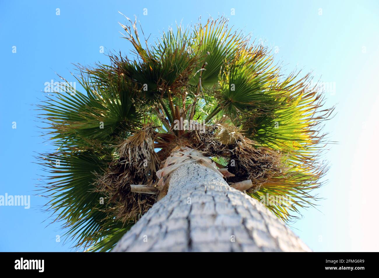 Palme, Wüstenfächerpalme (Washingtonia filifera) an der Costa Tropical an der Playa Carchuna in Motril, Andalusien, Spanien Stockfoto