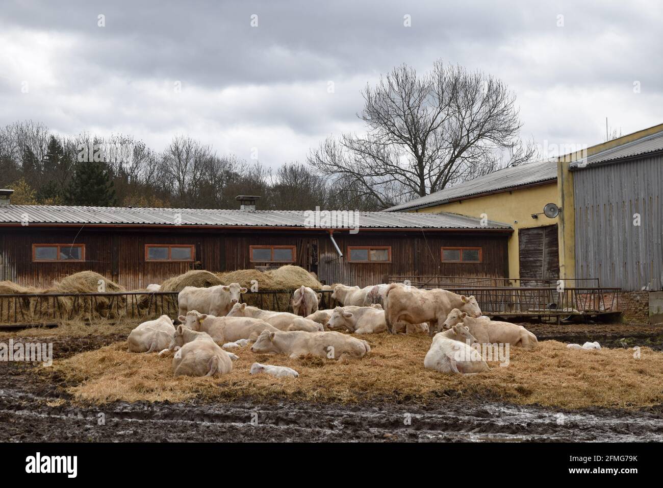 Die Kühe vor ihrem Kuhhaus. Stockfoto