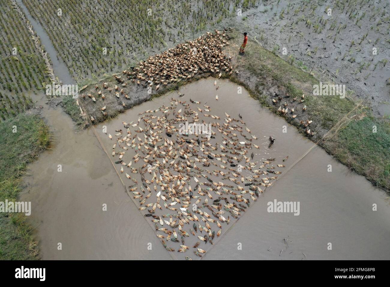 Kishoreganj, Bangladesch - 02. Mai 2021: Ein Entenbauer beherdet seine Herde Hausenten auf Nikli haor in Kishoreganj in Bangladesch. Die Entenzucht ist ein muss Stockfoto