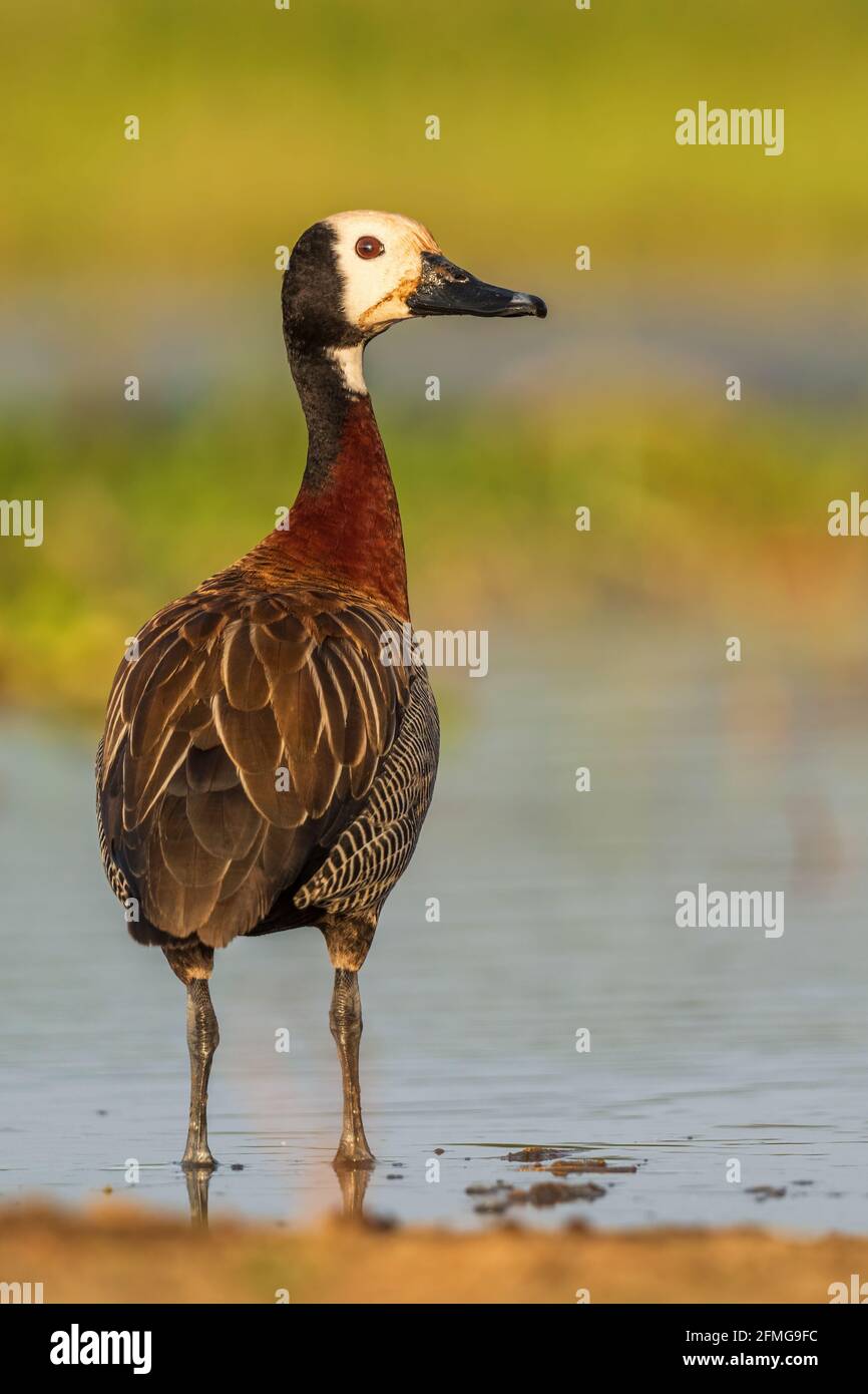 Weißgesicht-Pfeifente - Dendrocygna viduata, wunderschöne farbige Ente aus afrikanischem und südamerikanischem Süßwasser, Ziway-See, Äthiopien. Stockfoto
