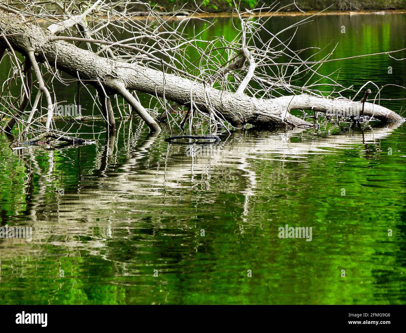 Gefallener Weidenbaum-Stamm im grünen Seenwasser mit Reflexion. Natur- und Outdoor-Konzept. Ruhige natürliche Frühlingsszene. Leuchtend grüne Farben. Stockfoto