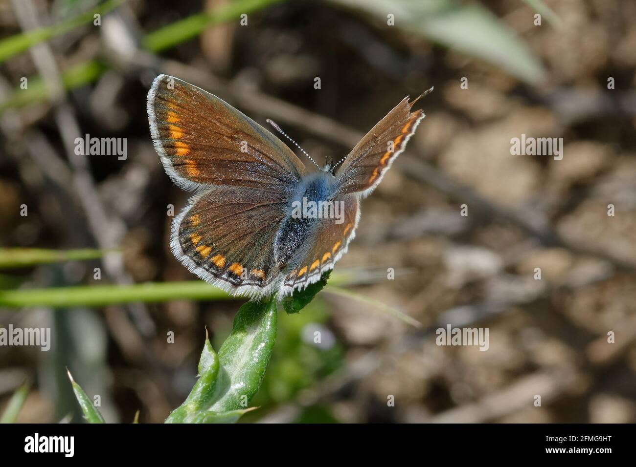 Weiblicher Blauschmetterling (Polyommatus icarus) Stockfoto