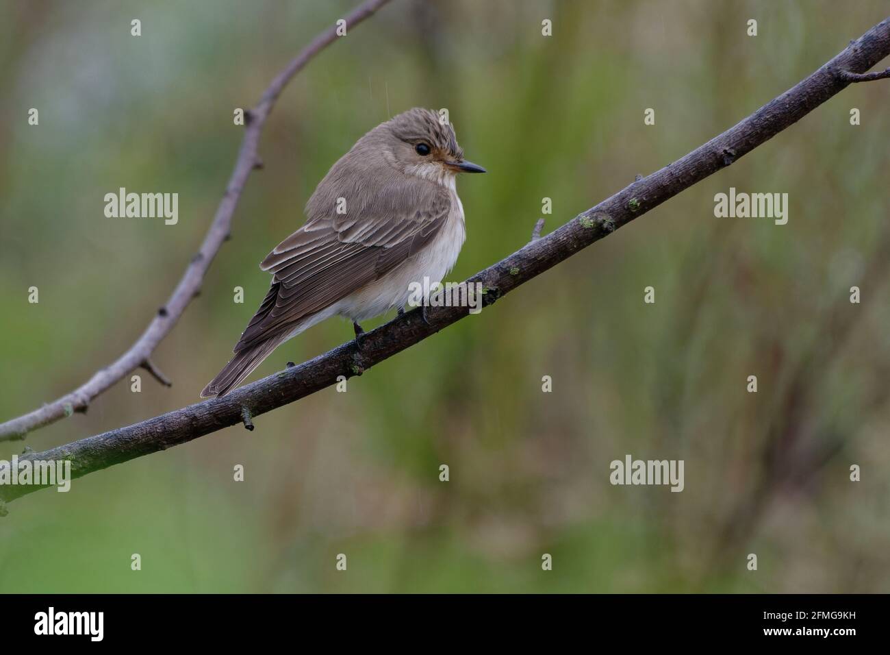 Grauschnäpper (Muscicapa Striata) auf einem Ast Stockfoto